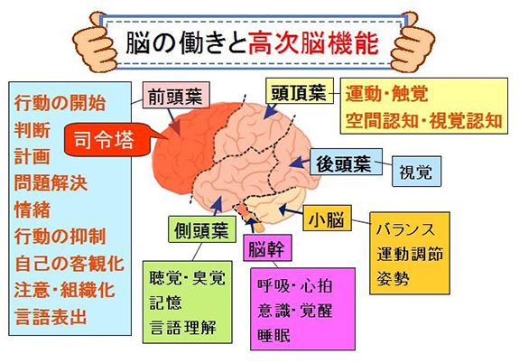 脳の働きと高次脳機能